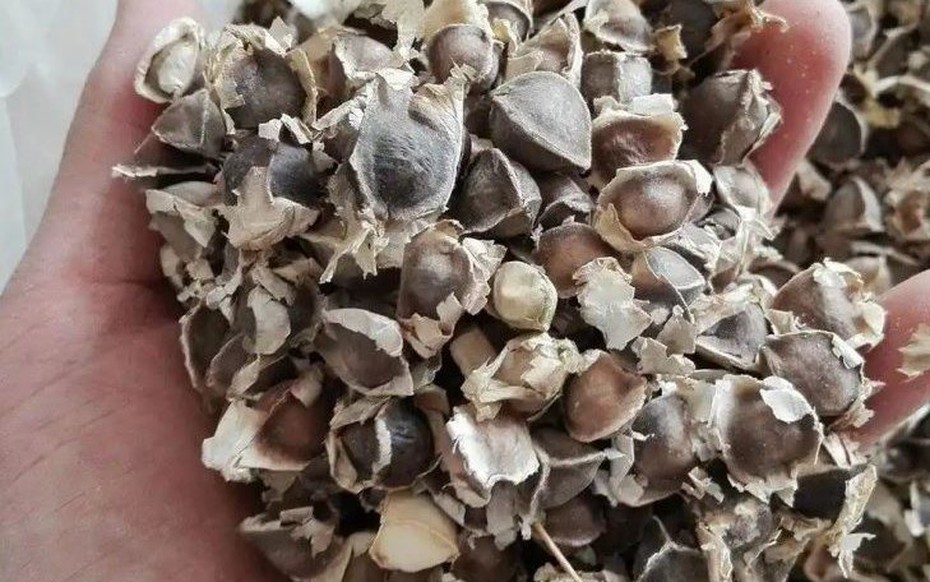 Cây mọc đầy ở Việt Nam không ngờ là "báu vật" ở nước ngoài, nhặt hạt đem bán cũng kiếm bộn tiền