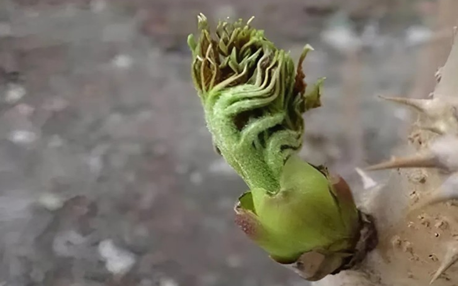 "Lộc trời" mọc từ cây đầy gai nhọn, nay thành đặc sản giá 36 triệu/kg vẫn có người xuống tiền mua