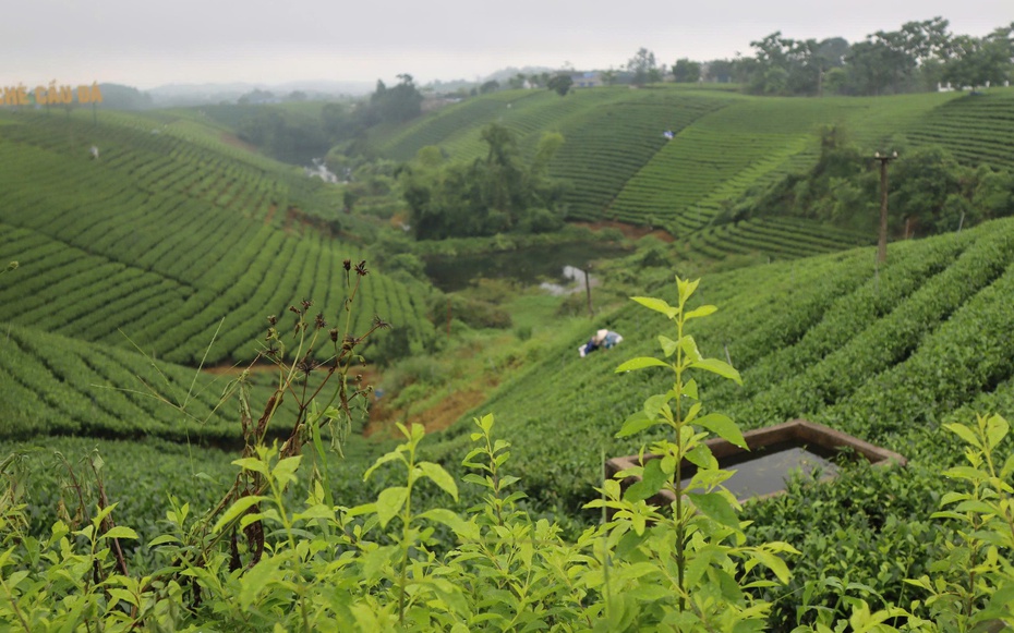 Người trà trà người