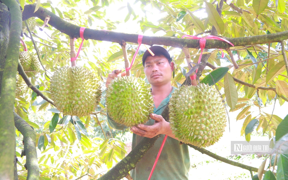 Sầu riêng chưa chín, nỗi lo đã đầy vườn ở Đắk Lắk