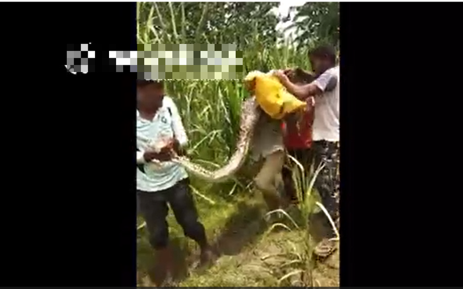 Đi làm đồng, người dân bắt gặp cảnh tượng nổi da gà
