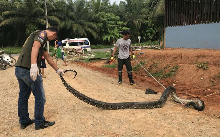 Bắt sống trăn khổng lồ nặng 51kg ẩn nấp trong chuồng vịt