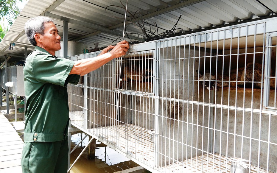 Cãi vợ nuôi con "đặc sản" dân nhậu thích mê, lão nông kiếm bộn tiền