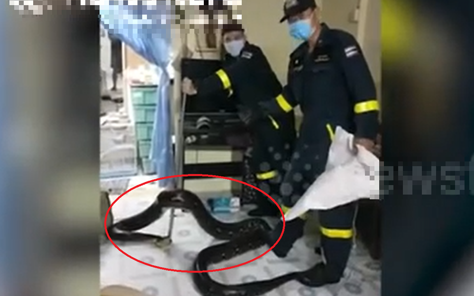 Đang ngồi xem tivi, người dân phát hiện cảnh tượng nổi da gà giữa nhà