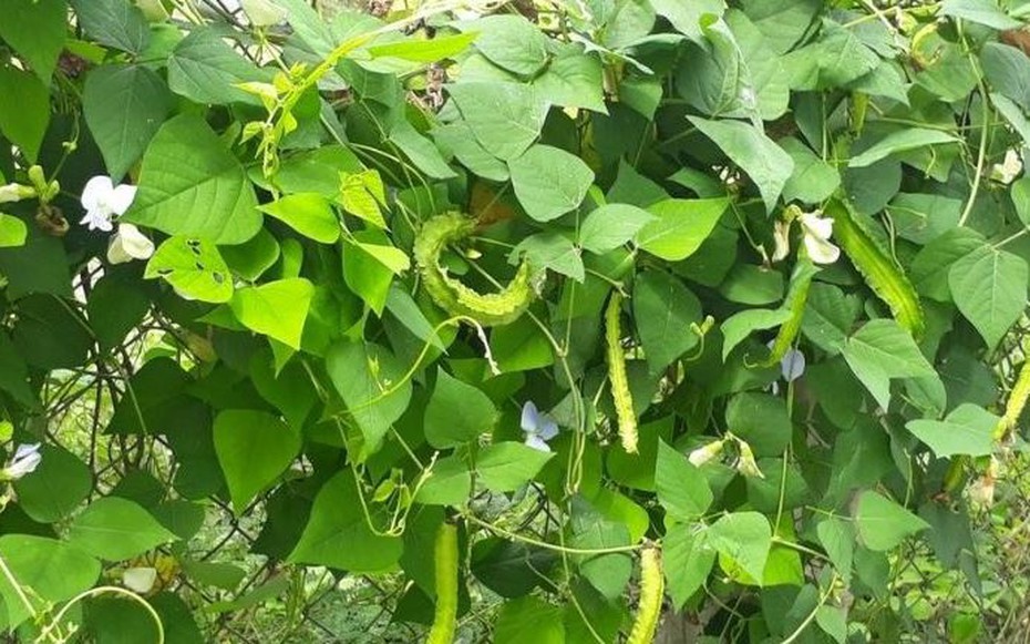 Thứ từng là "thức ăn cho lợn" nay có giá đắt đỏ, 1 triệu đồng/kg, ở Việt Nam trồng bạt ngàn