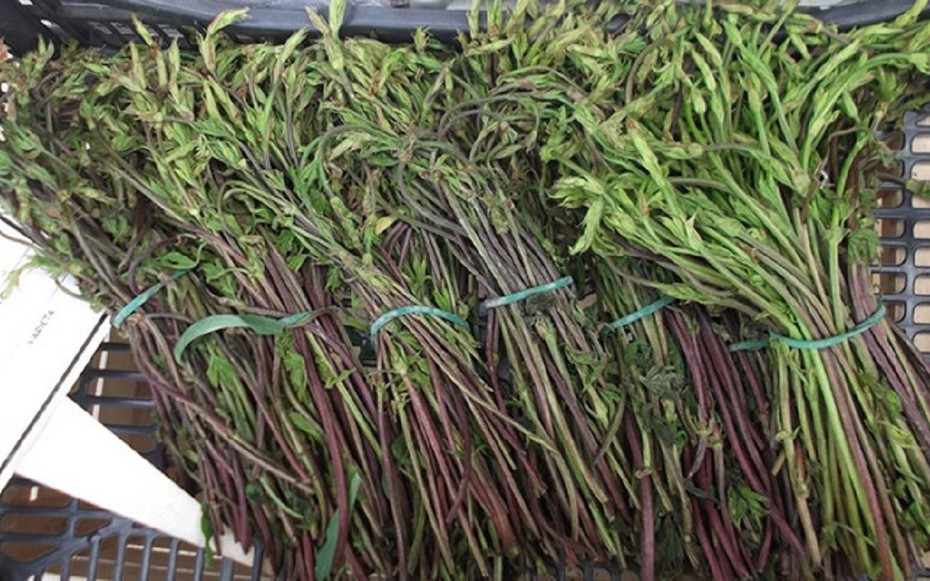 Loại rau dại từng không ai "ngó" đến, nay thành đặc sản 39 triệu đồng/kg