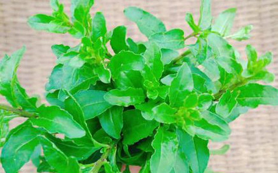 Đừng chỉ ăn quả, lá loại cây này quý như "nhân sâm của nhà nghèo", nhiều người không biết mà ăn