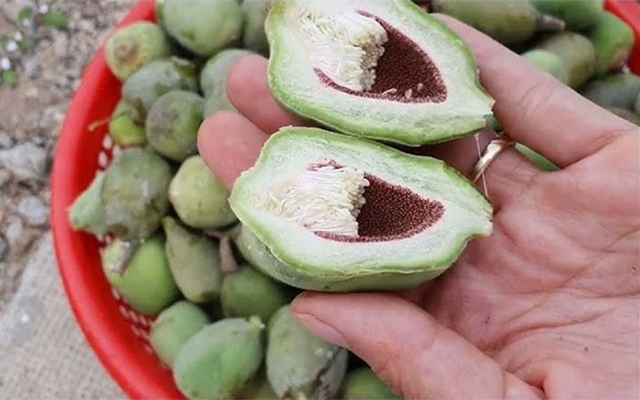 Loại cây mọc dại khắp Việt Nam trước không ai "ngó", ở nước ngoài gần nửa triệu/kg