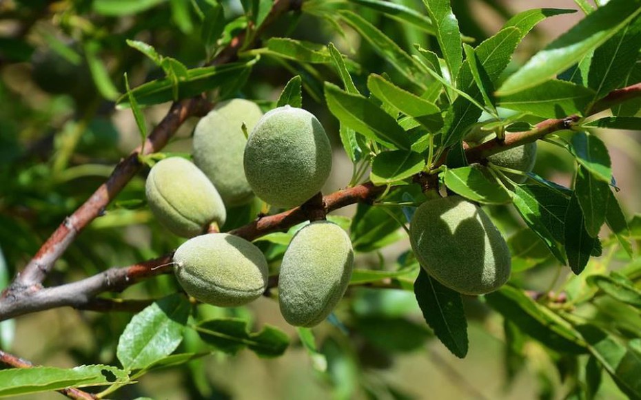 Loại hạt được đánh giá "tốt bậc nhất thế giới", ở Việt Nam trồng bạt ngàn