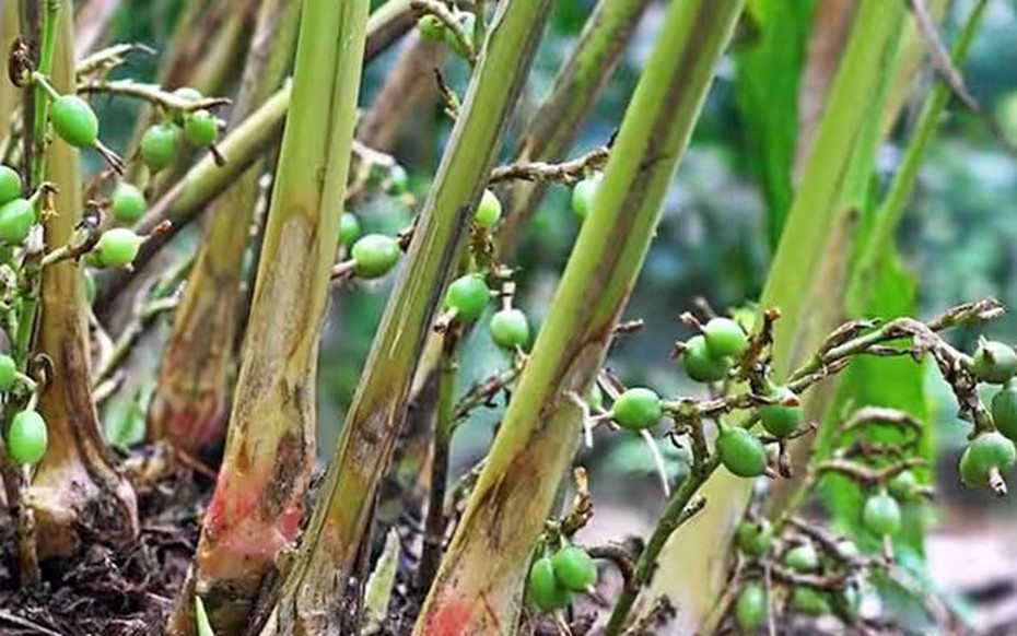 Loại hạt đắt đỏ bậc nhất thế giới, 2 triệu đồng/kg, ở Việt Nam trồng bạt ngàn