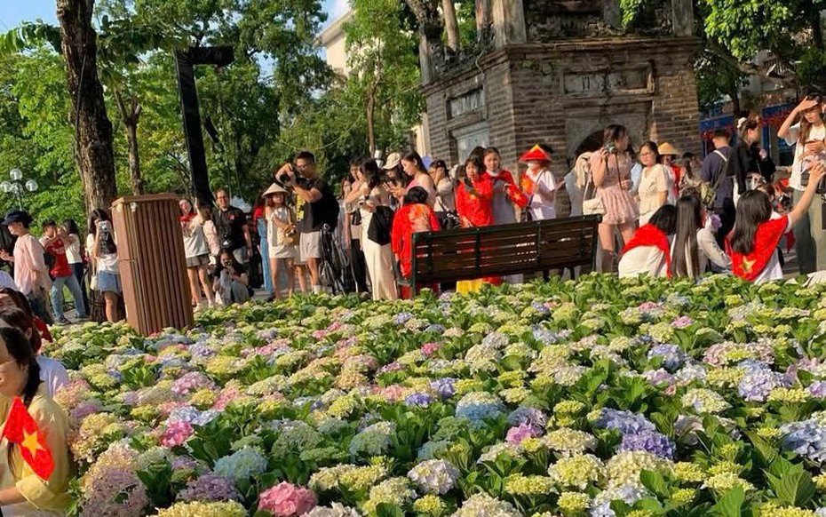 “Biển” cẩm tú cầu giữa lòng Hà Nội hút khách check-in dịp Quốc khánh 2/9