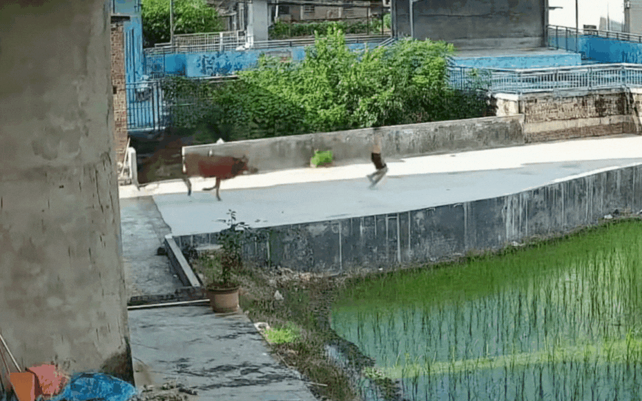 Đang đi dạo, bỗng phát hiện cảnh tượng nổi da gà chàng trai chạy như "tên bắn"