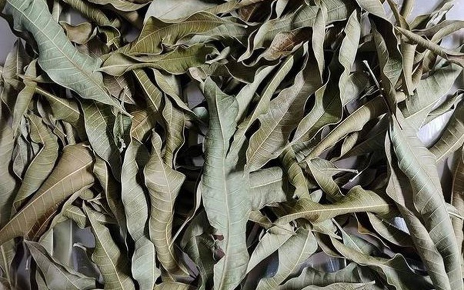 Cây người Việt chỉ ăn quả, không ngờ lá quý như "nhân sâm của người nghèo", ở quê mọc um tùm
