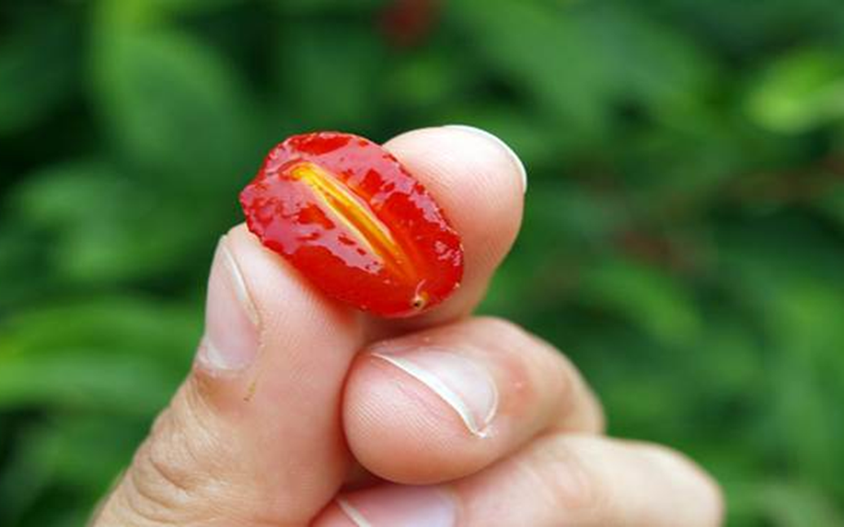 Loại cây ở Việt Nam trồng bạt ngàn, sang "trời tây" giá 3,5 triệu đồng/cây