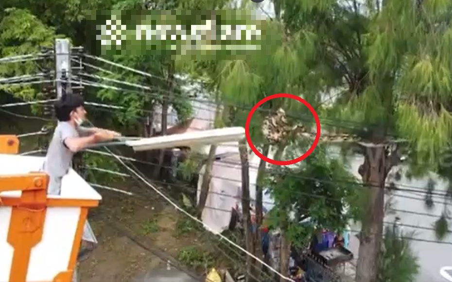 Nhìn lên cột điện, người đàn ông phát hiện cảnh tượng nổi da gà giữa ban ngày
