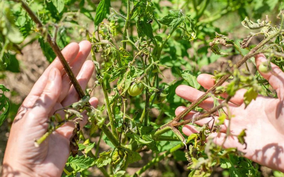Loại quả được đánh giá "tốt nhất thế giới", ở chợ Việt vừa rẻ vừa nhiều