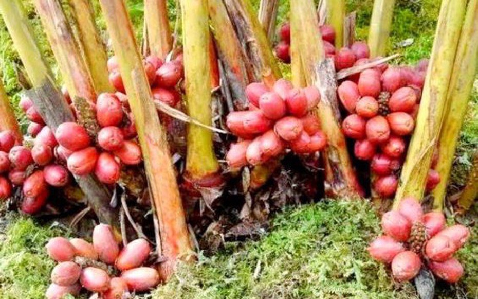 Quả dại ở quê không ai ăn không ngờ là "mỏ vàng", 300.000 đồng/kg