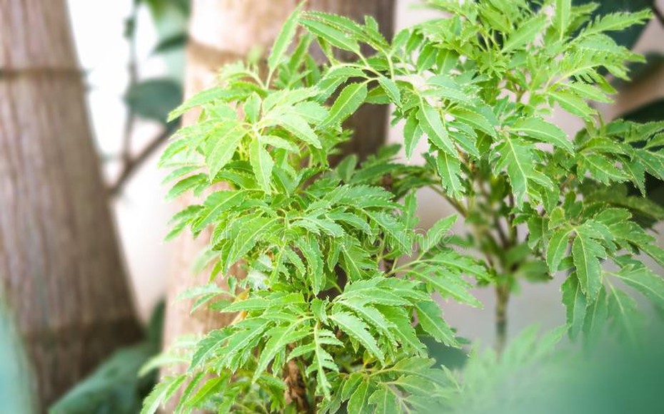 Cây đinh lăng - Loài cây "nhỏ mà có võ"