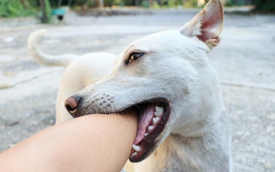 Bé gái 11 tuổi không còn cơ hội sống sau vài ngày chó nuôi chết: Chuyên gia chỉ cách phòng tránh