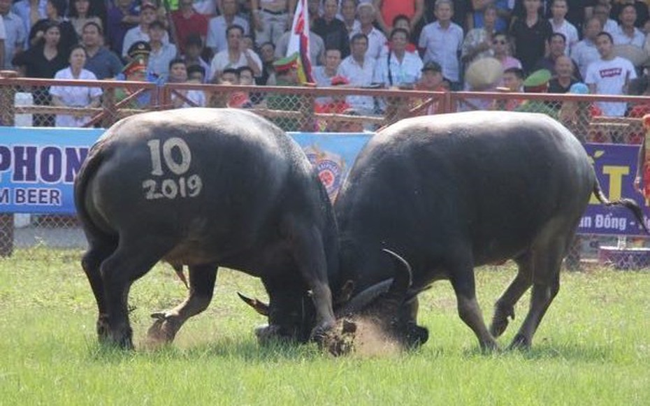 Chọi trâu Đồ Sơn 2025: 16 "ông trâu" tranh tài, mức giải thưởng tăng mạnh