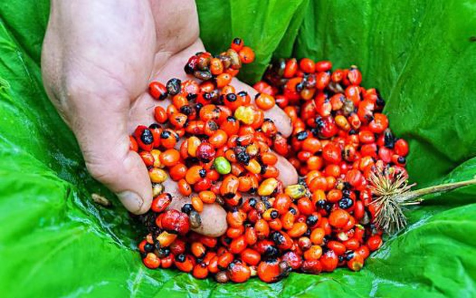 Loại hạt đắt đỏ bậc nhất thế giới, giá tới 240 triệu đồng/kg, chỉ có ở Việt Nam