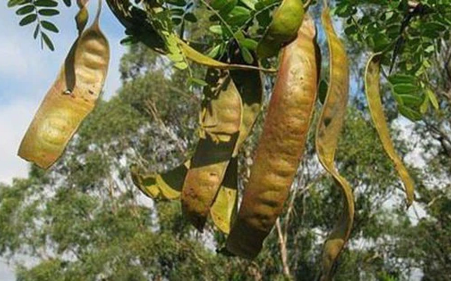 Loại cây dại mọc bờ rào Việt Nam, nay "trời tây" bán 2 triệu/kg