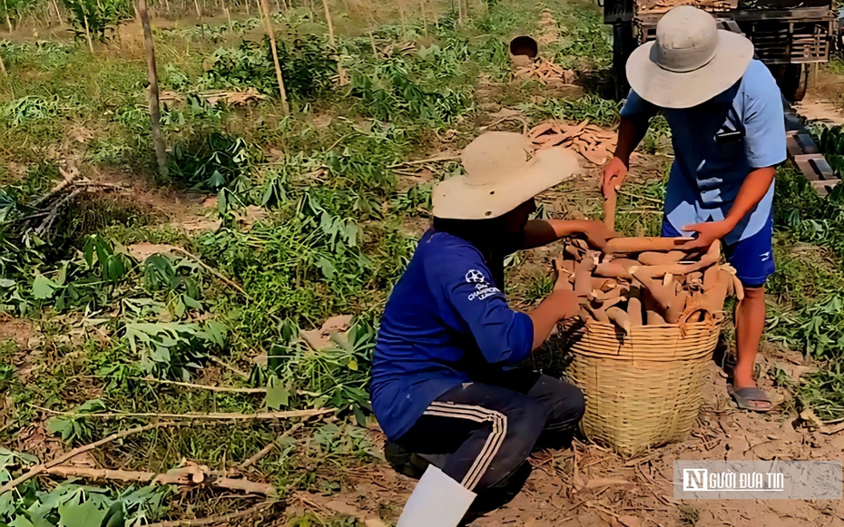 Giá sắn lao dốc, nông dân “càng làm càng lỗ”