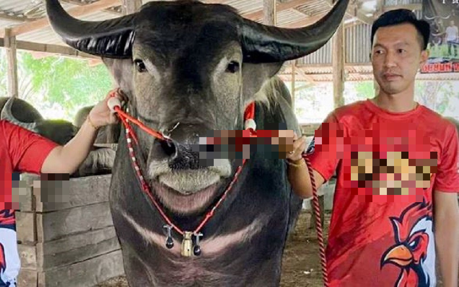 Anh nông dân có con trâu "khủng", đại gia vác 4,5 tỷ đồng trả tại chỗ