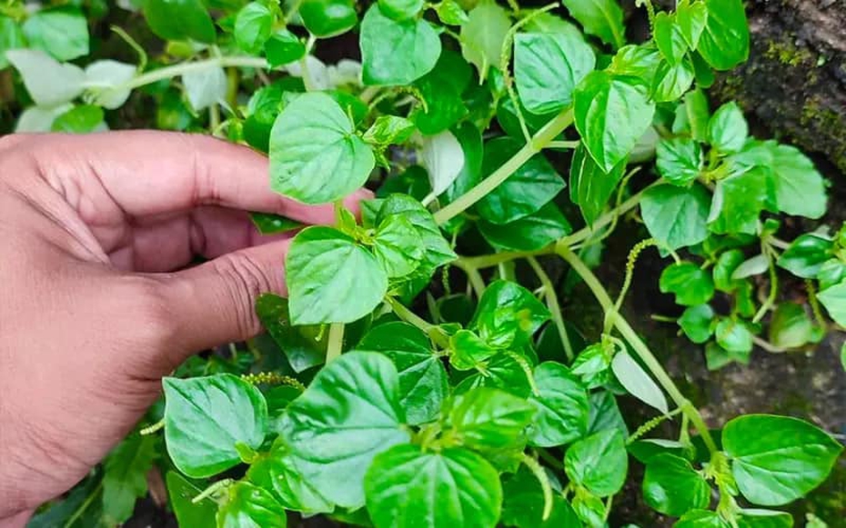 Loại rau có tên lạ, không trồng vẫn mọc đầy vườn lại cực tốt cho sức khỏe