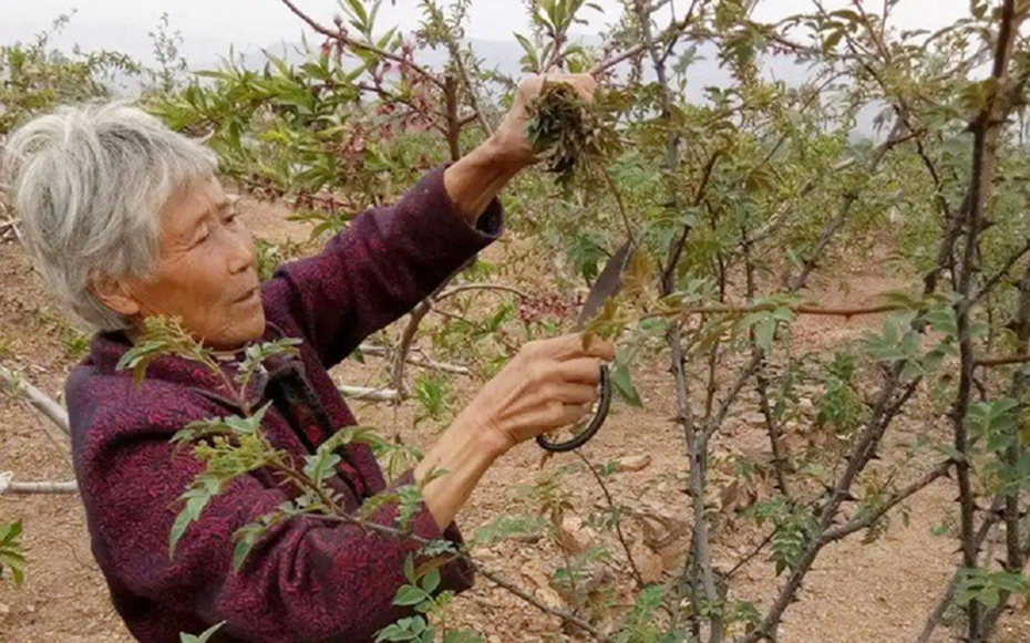 Cây xưa chỉ trồng lấy quả, nay hái lá đem bán cũng "hái ra tiền"