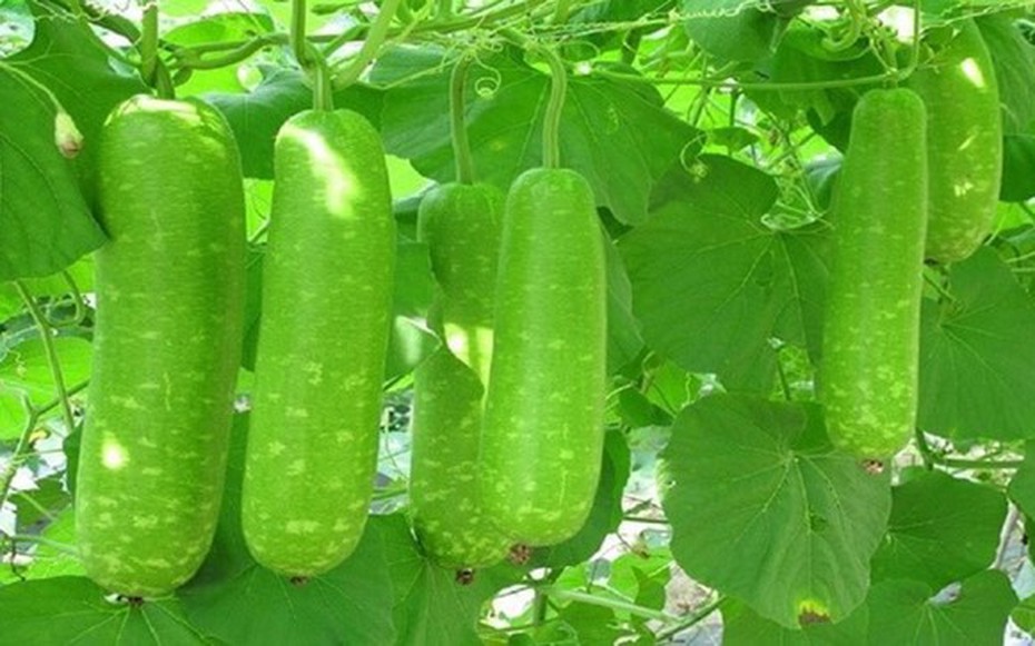 Loại quả là "tiên dược mùa hè", siêu bổ dưỡng lại không lo tăng cân