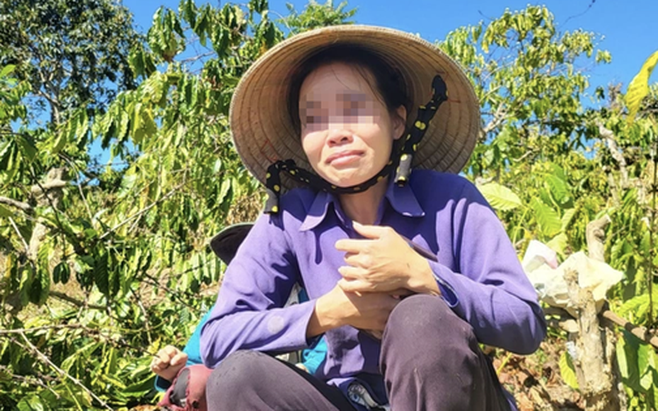 Vụ anh rể phá vườn cây "đòi quan hệ với em vợ": Vì sao bà chủ vườn cà phê bị phạt?