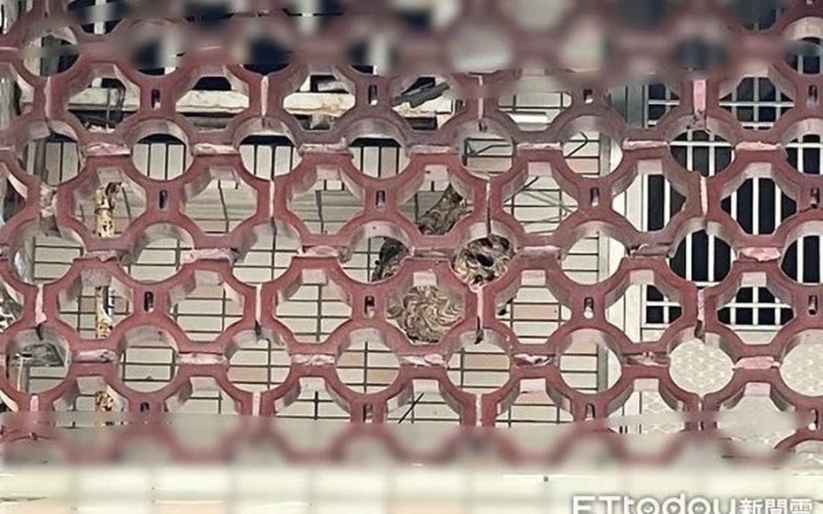 Dọn dẹp ban công, người phụ nữ bị "sinh vật lạ" tấn công phải nhập viện