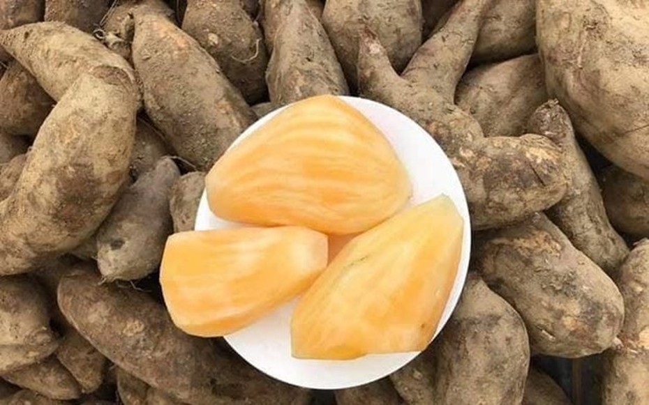 Sâm đất - Món quà từ lòng đất ăn giòn ngon lại mát, để càng lâu càng ngọt