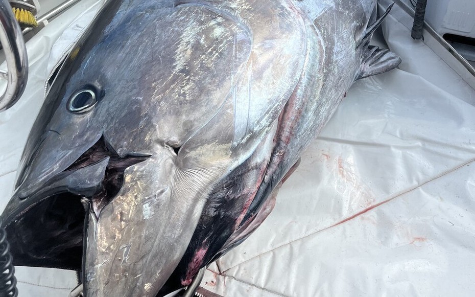 Cần thủ câu được con cá khổng lồ nặng 453kg trên biển