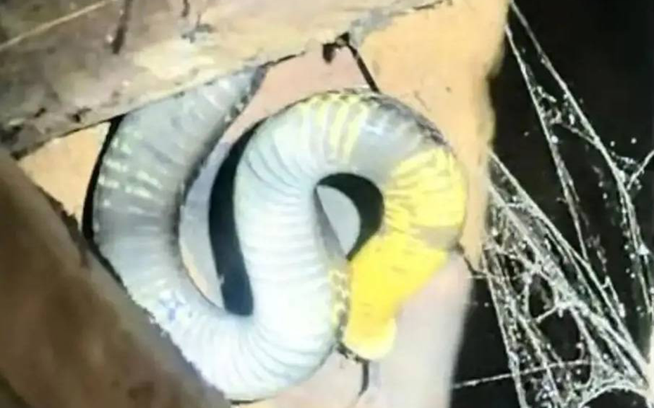 Nhìn lên mái nhà thấy cảnh tượng "đáng sợ", đôi vợ chồng trẻ thức trắng đêm và cái kết