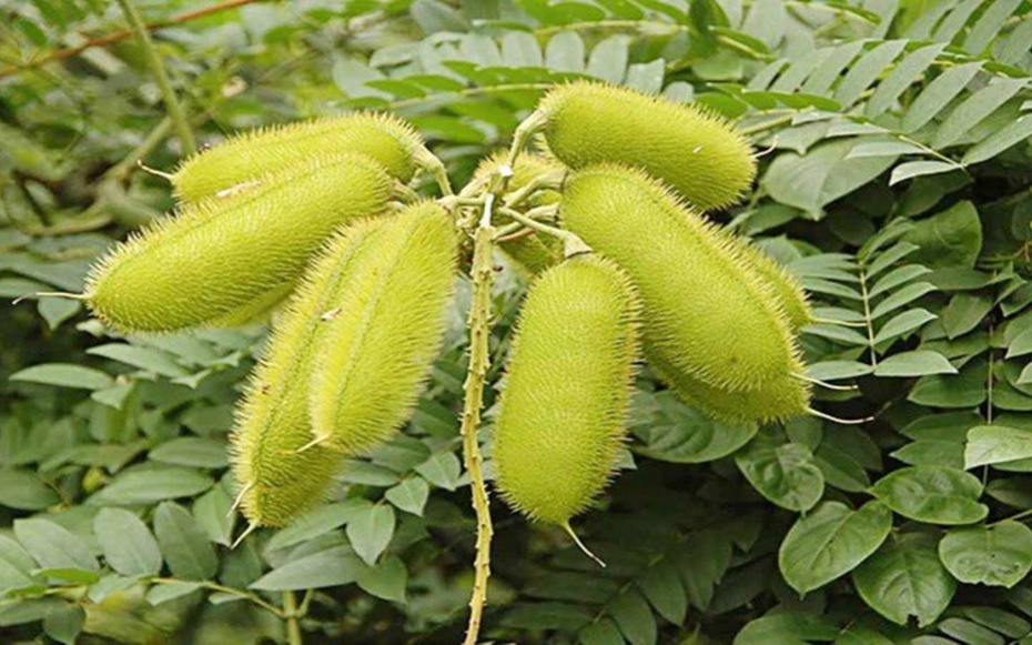 Cây dại mọc đầy ở Việt Nam, sang "trời Tây" giá 300.000 đồng/kg