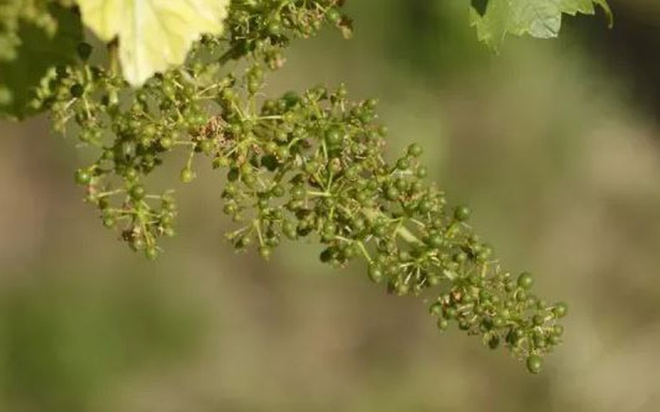 Loại quả thuộc nhóm "tốt nhất thế giới", hoá ra là quả quen thuộc bình dân ở Việt Nam, ở quê trồng bạt ngàn