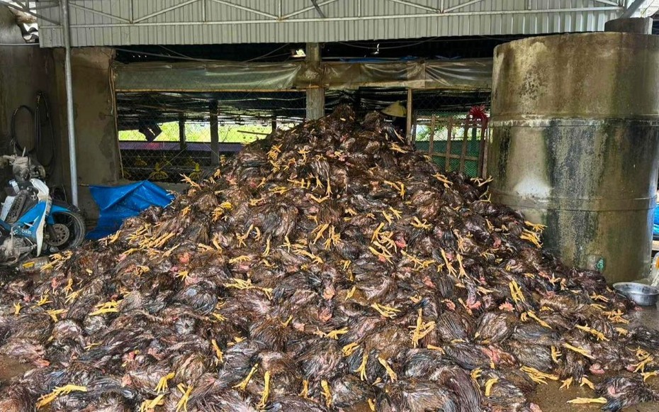 Hàng chục nghìn con gà chết sau bão, nhiều chủ trại ở Nghệ An trắng tay
