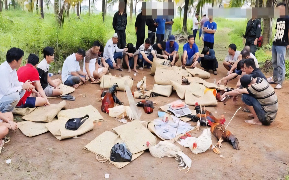 Cần Thơ truy tìm nhiều đối tượng liên quan vụ đá gà ăn tiền hơn 1,6 tỷ đồng