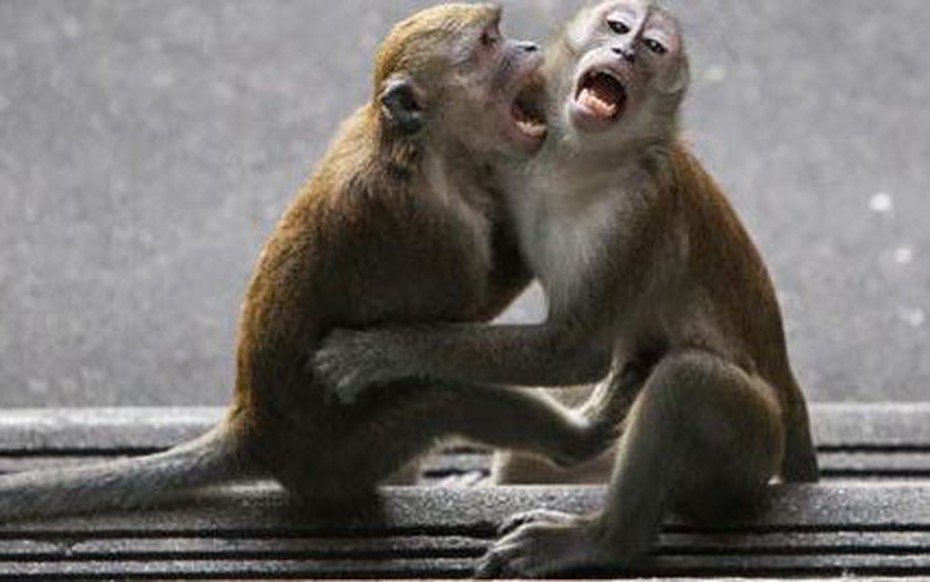 Đang ngủ trong nhà, trẻ sơ sinh bị khỉ tấn công tử vong