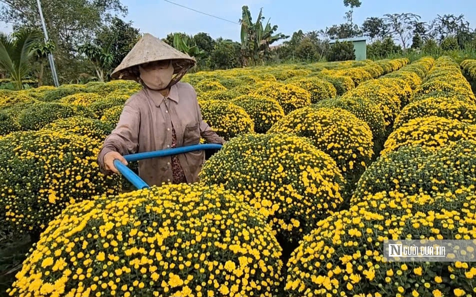 Người trồng hoa Vĩnh Long thấp thỏm mùa Tết giữa biến đổi thời tiết