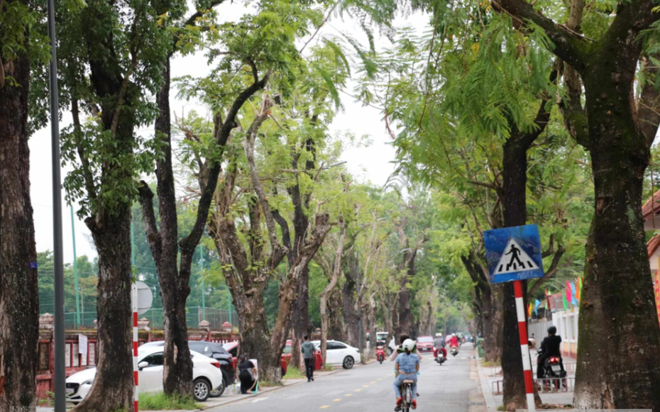 Huế lập 'hồ sơ sức khỏe' cho cây xanh đô thị