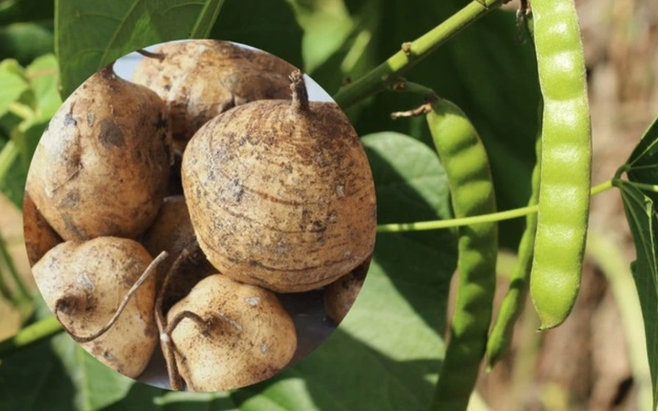 Củ đậu ví như "nhân sâm người nghèo" rất tốt nhưng có bộ phận là "thuốc độc": Bạn đã biết chưa?
