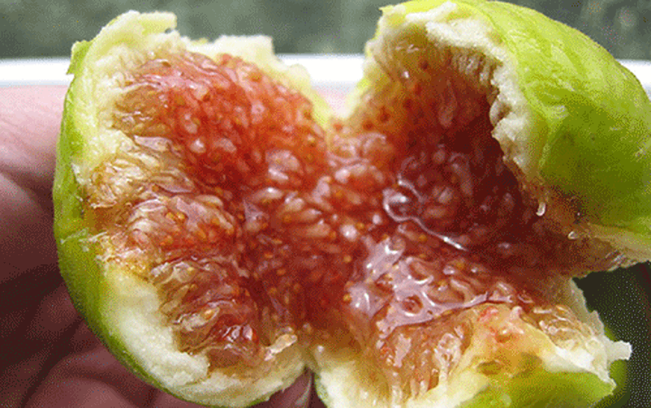 3 loại quả giúp sống lâu, khỏe mạnh, cái số 1 ở Việt Nam rụng đầy gốc