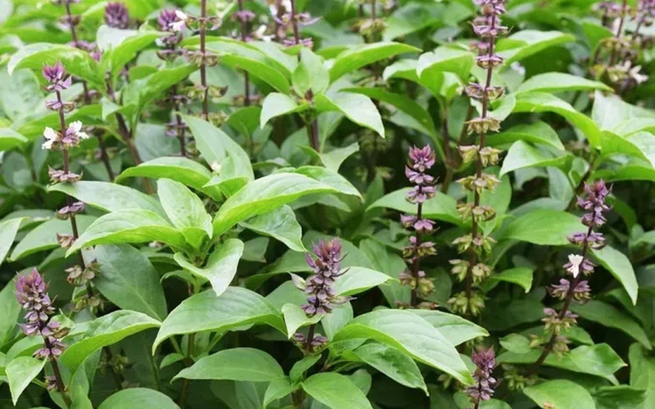 Loại rau là "nữ hoàng của các loại thảo dược" có nhiều lợi ích cho sức khỏe