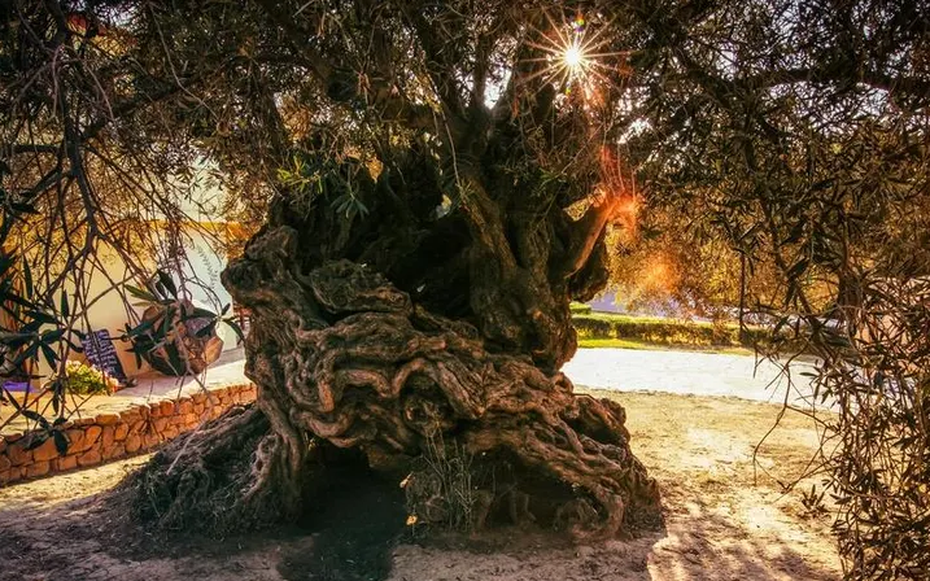 Bí mật “sống thọ” của cây ô liu 3.000 tuổi