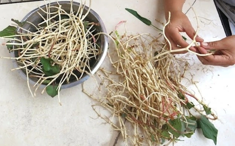 Đừng chỉ ăn lá, rễ loại cây này quý như "nhân sâm người nghèo", ở quê mọc đầy vườn