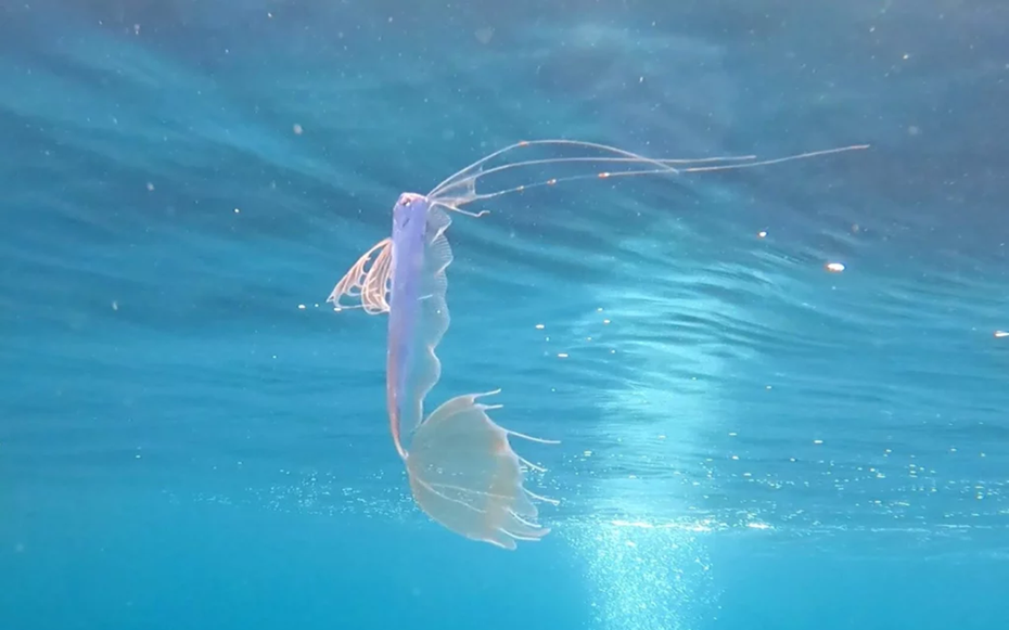 Đang đi bơi, người đàn ông phát hiện loài cá "quý hiếm nhất thế giới"