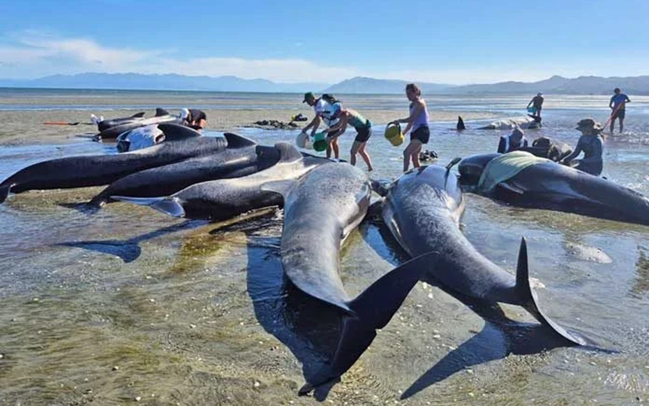 Bi kịch tại Farewell Spit: Đàn cá voi hoa tiêu mắc cạn hàng loạt